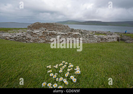 Gänseblümchen wachsen auf die 12:00 Eisenzeit Broch von Gurness bei Evie auf dem Norden von Orkney Festland.  SCO 10.578. Stockfoto