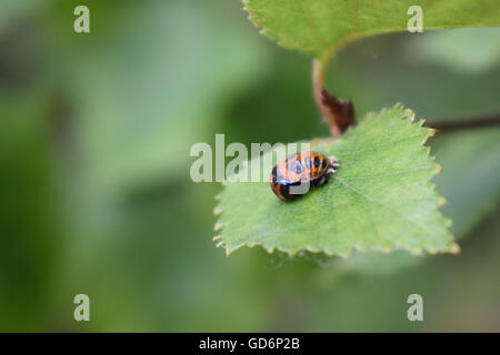 Harlekin-Marienkäfer Puppe auf einem Blatt Stockfoto