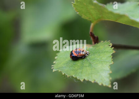 Harlekin-Marienkäfer Puppe auf einem Blatt Stockfoto