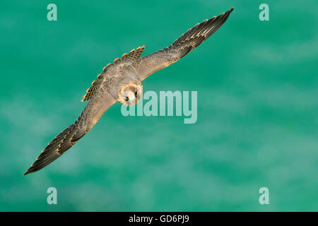 Juvenile Wanderfalken Falco Peregrinus fliegen über das grüne Meer von Nazare Strand Portugal gesehen von oben den Vogel gesehen Stockfoto