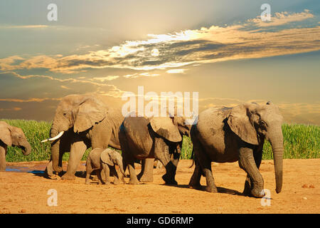 Herde von afrikanischen Elefanten, Loxodonta Africana, walking und trinken in Addo Elephant National Park, Südafrika Stockfoto