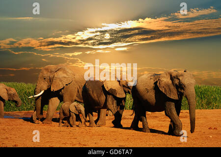 Afrikanische Elefantenherde, Loxodonta Africana, unterschiedlichen Alters, die zu Fuß entfernt von Wasser, Addo Elephant National Park, Südafrika Stockfoto