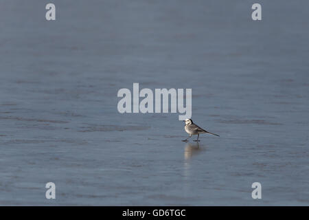 Bachstelze (Motacilla Alba) zu Fuß auf der Eisfläche Stockfoto