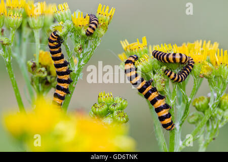 Raupen der Zinnober Motte (Tyria Jacobaeae) auf die gelben Blüten der Kreuzkraut oder Cushag (Jacobaea Vulgaris) Stockfoto