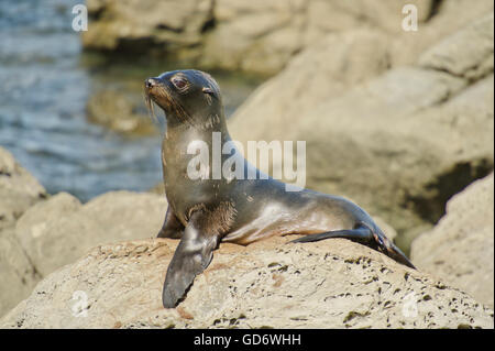 Juvenile Seebär auf Watch in einer Kolonie an der Küste von Kaikoura, Südinsel, Neuseeland. Stockfoto