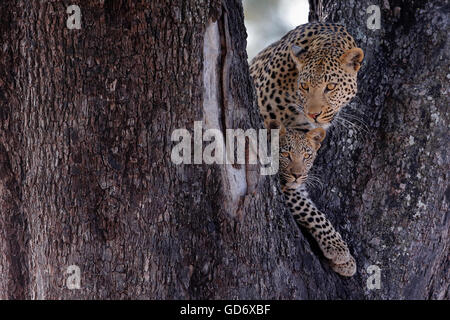 Eine weibliche Leoparden mit ihren jungen in einem Baum. Okavango Delta, Botswana, Botswana. Stockfoto