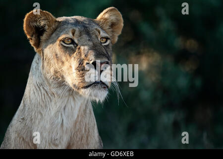 Ein sehr wachsam weibliche Löwen, fotografiert in Botswana Tuli Block. Stockfoto