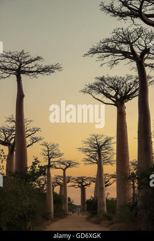 Sonnenuntergang in der berühmten Avenida de Baobab in der Nähe von Morondava in Madagaskar Stockfoto