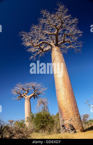 Fahrrad-Parken unter der riesigen Baobab in der berühmten Avenida de Baobab in der Nähe von Morondava in Madagaskar Stockfoto