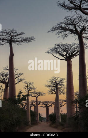 Sonnenuntergang in der berühmten Avenida de Baobab in der Nähe von Morondava in Madagaskar Stockfoto