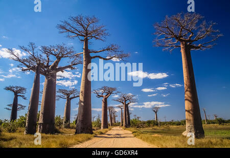 Berühmte Avenida de Baobab in der Nähe von Morondava in Madagaskar Stockfoto