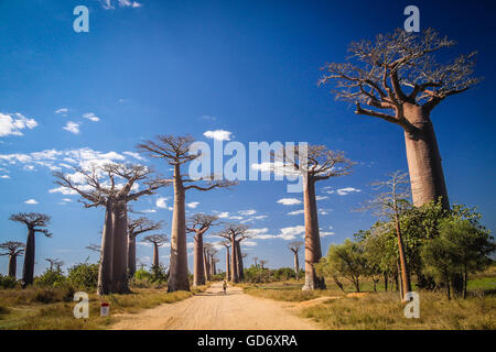 Nicht identifizierte junge zu Fuß auf einen Sandweg in der berühmten Avenida de Baobab in der Nähe von Morondava in Madagaskar Stockfoto