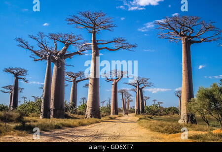 Berühmte Avenida de Baobab in der Nähe von Morondava in Madagaskar Stockfoto