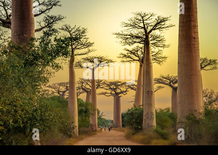 Sonnenuntergang in der berühmten Avenida de Baobab in der Nähe von Morondava in Madagaskar Stockfoto