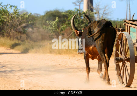 Zebu-Wagen auf den Sandweg, der durchläuft die Avenida des Baobab in der Nähe von Morondava in Madagaskar Stockfoto