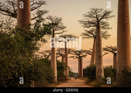 Sonnenuntergang in der berühmten Avenida de Baobab in der Nähe von Morondava in Madagaskar Stockfoto