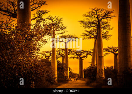 Sonnenuntergang in der berühmten Avenida de Baobab in der Nähe von Morondava in Madagaskar Stockfoto