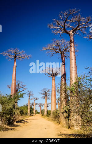 Berühmte Avenida de Baobab in der Nähe von Morondava in Madagaskar Stockfoto