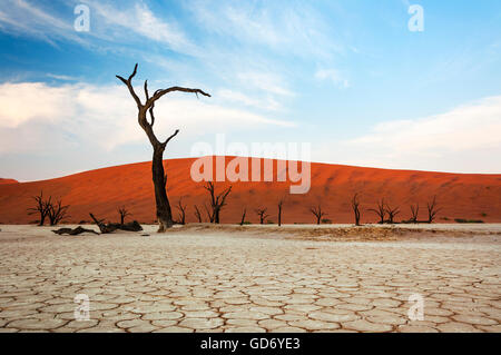 Tote Bäume und roten Dünen im Dead Vlei, Sossusvlei, Namibia Stockfoto
