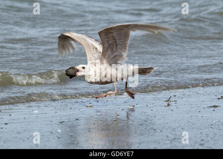 Silbermöwe fliegt auf Damon Punkt. Stockfoto