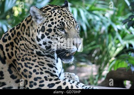 Seitenansicht des Jaguar Stockfoto