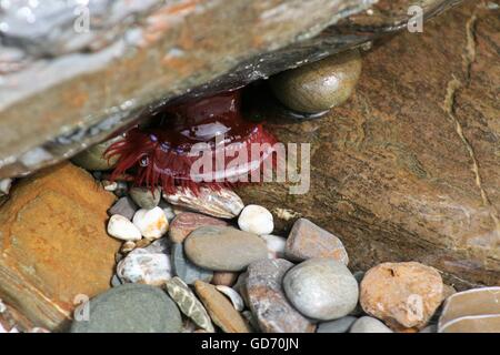 Mikrokügelchen Anemone im Felsenbad Stockfoto