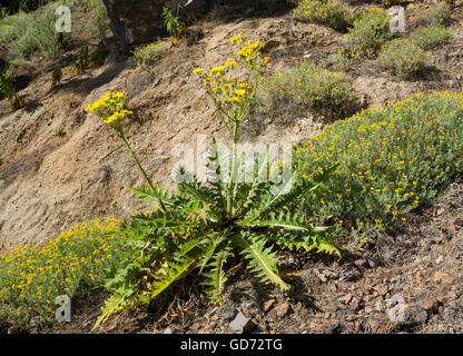 Sonchus Acaulis (stammlose Sau-Distel), endemisch auf Teneriffa und Gran Canaria, in Blüte im Pinienwald in der Nähe von Ifonche, Teneriffa Stockfoto