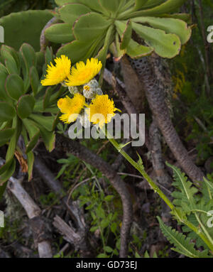 Sonchus acaulis (Stängellose Sauendistel) in der Blüte im Wald von monteverde bei Teno Alto, Teneriffa Stockfoto