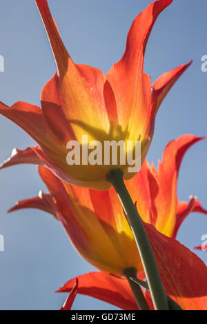Orange und gelbe Lilie blühende Tulpe an das Tulpenfest im noordoostpolder Stockfoto