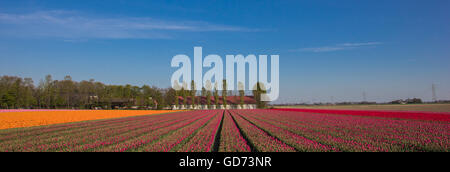 Panorama eines Feldes von Rosa, rote und gelbe Tulpen und Bauernhof in Holland Stockfoto