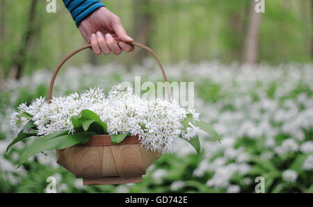 Eine Frau trägt ein Trug voller Sammelpflanzen Bärlauch durch ziemlich Laubwald an einem sonnigen Frühlingstag, England UK - Mai Stockfoto