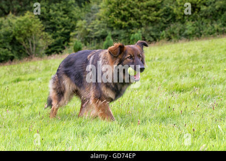 Deutscher Schäferhund mit seinen Ball wieder ein Spiel des Abrufs Stockfoto