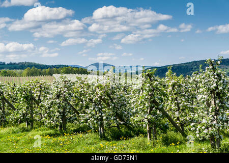 Reihen von blühende Apfelbäume in einer Plantage, Borthen, Sachsen, Deutschland Stockfoto