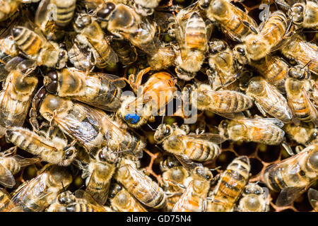 Coloniy mit blau markierten Königin, Krainer Honigbienen (Apis Mellifera Carnica), Kolonie einfügen ein Ei, Sachsen, Deutschland Stockfoto