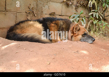 Alt Deutscher Schäferhund ruht in einem Graben Graben er für sich selbst auf dem Boden abkühlen lassen Stockfoto