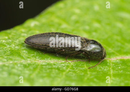 Ein Klick-Käfer (Melanotus SP.) hockt auf einem Blatt. Stockfoto