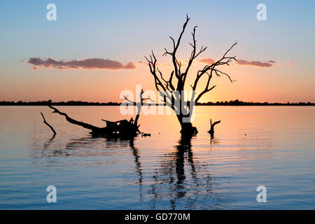 Tote Bäume Silhouette bei Sonnenuntergang, See Bonney in South Australia Stockfoto