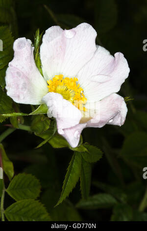 Ein Makro-Bild von einer englischen Hund Wildrose, (Rosa Canina), die während einer Dusche Regen in Durham, England. Stockfoto