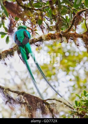 Resplendent Quetzal, Mirador de Quetzales, Cerro De La Muerte, Costa Rica. Stockfoto