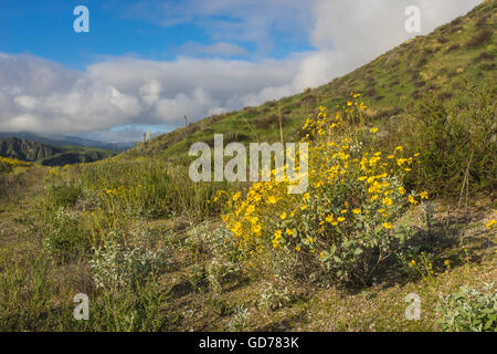 Gelbes Gänseblümchen Wildblumen wachsen auf einem California-Hügel in der Nähe von Santa Clarita. Stockfoto