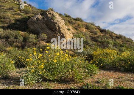 Gelbes Gänseblümchen auf Felsbrocken übersät California Hügel in der Nähe von Los Angeles. Stockfoto