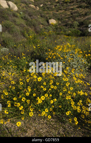 Gelbe Margeriten gruppierten in Wüste Wiese von Kalifornien Berge. Stockfoto