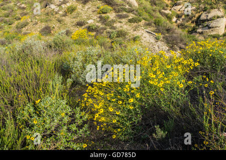 Cluster von gelben Gänseblümchen Wildblumen bedecken ein California Südhang in der Nähe von Los Angeles. Stockfoto