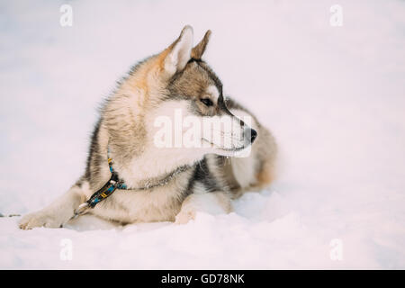 Lustige junge Husky Welpen Hund im Schnee sitzen. Winter-Saison. Hund auf rechten Seite Stockfoto