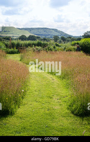 Rasen Weg Mäandern durch Betten von Wildgräsern Stockfoto