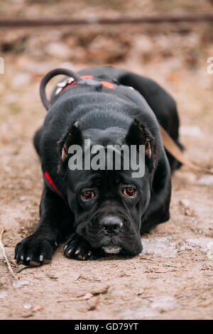 Schöne schwarze junge Cane Corso Welpen Hund sitzen im Freien. Große Hunderassen. Close Up Stockfoto