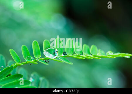 Wassertropfen an den Blättern und Tamarinde. Stockfoto