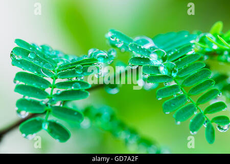 Wassertropfen an den Blättern und Tamarinde. Stockfoto