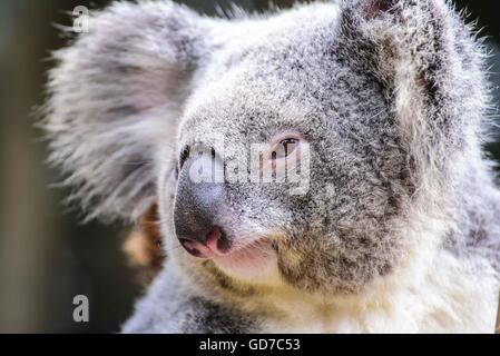 Nahaufnahme eines Koala-Bären Stockfoto