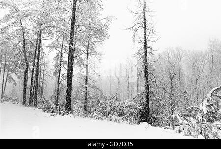 Ein schwarz / weißes Bild der kahlen Bäume in einem Winter Schneesturm gibt ein Gefühl, dass beide Winter isoliert und die Ruhe von einem Wald Schnee fallen. Stockfoto